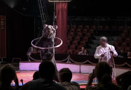 Bear in circus