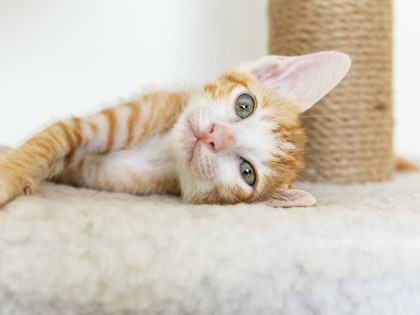 Happy cat