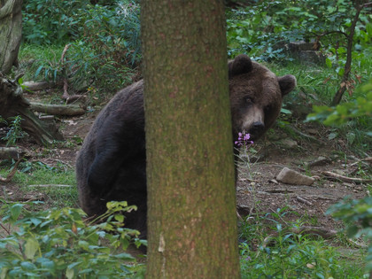 Bear behind a tree
