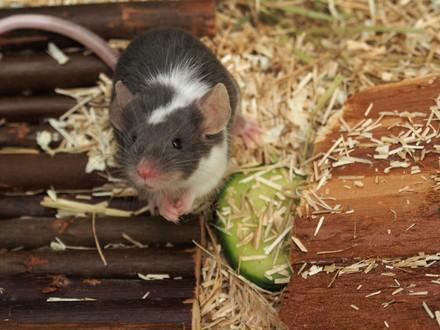 Mice as pets