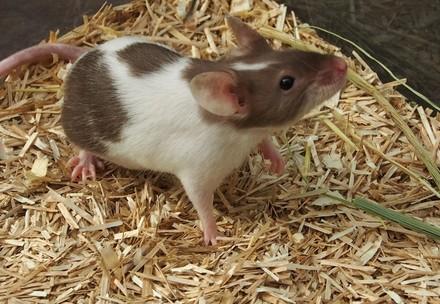 Small but mighty - Fancy Mice