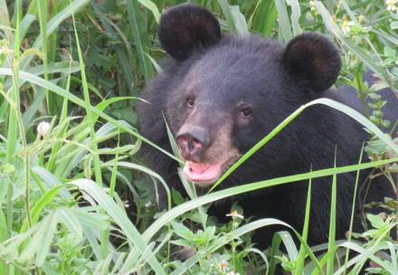 Bear Lili