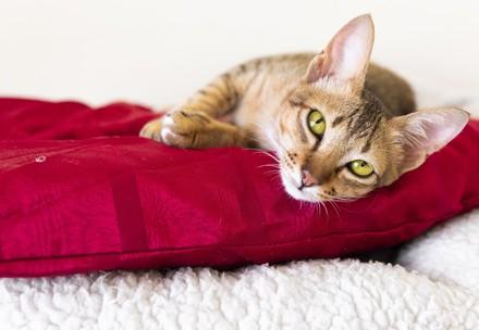 Lying cat