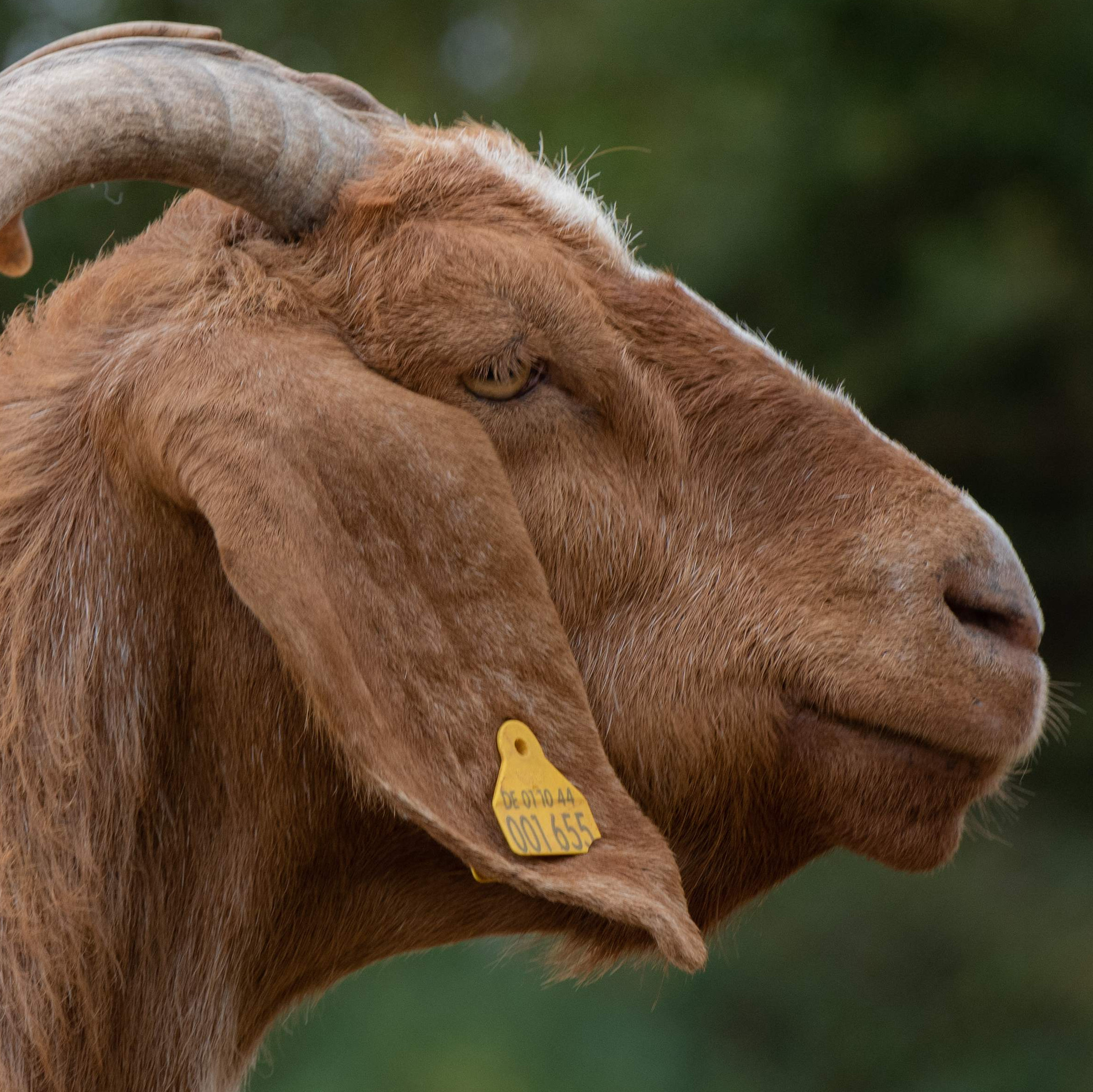 Close up of a goat's head and ear tag