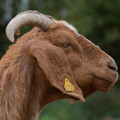 Ear tagging, ear notching, tattooing Close up of a goat's head and ear tag