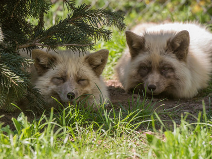 Silver foxes at TIERART