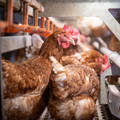 Chicken in small cages Chicken in small cages
