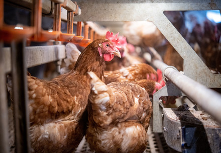 Chickens