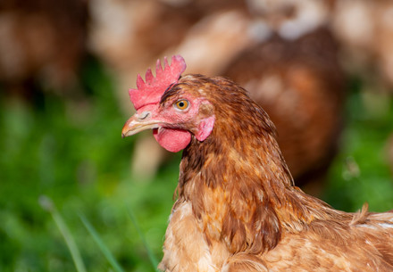 Chicken