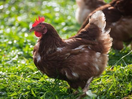 Chicken