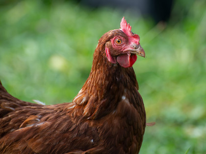 Free range chicken