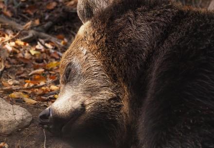 Hibernation in our Sanctuaries Bear Emma at BEAR SANCTUARY BEAR SANCTUARY Arbesbach