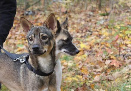 Dogs in the Autumn