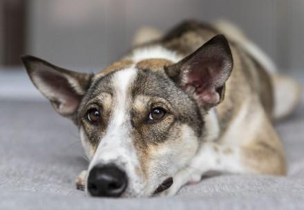 Q&As pets and coronavirus Dog at home