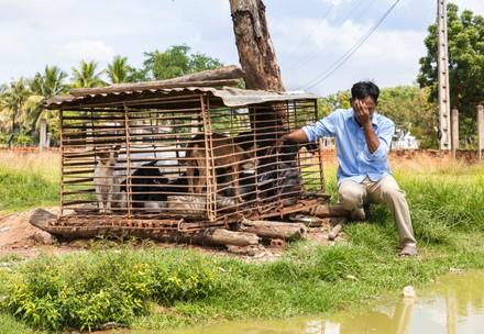 Slaughterhouse owner with dogs in cage