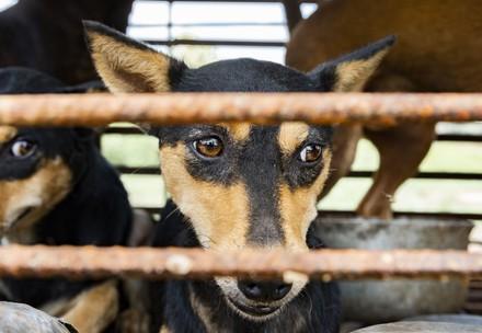 Rescued dogs from closed slaughterhouse Rescued dogs from closed slaughterhouse