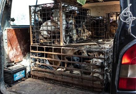 Dogs in a cage