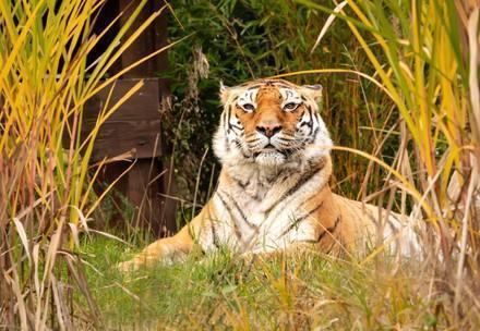 Tigress Varvara at TIERART Wild Animal Sanctuary