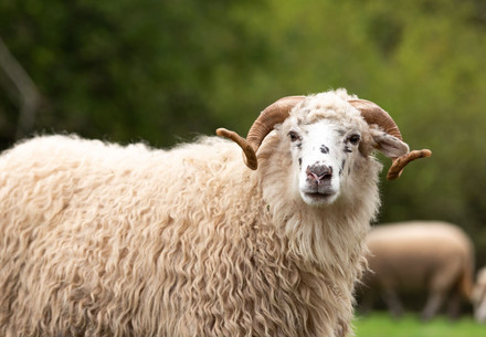 Sheep in a field