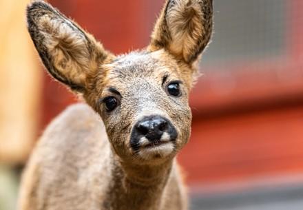 Rescue Roe Fawn Ruffy Roe buck Ruffy
