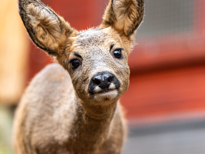 Fawn at TIERART