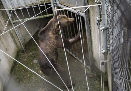 Wild Animals in Zoos