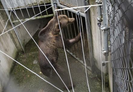 Bear in zoo