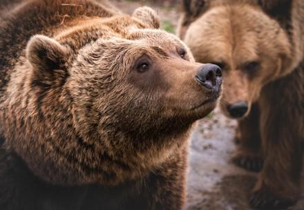 Bears in Ukraine Bears in Ukraine