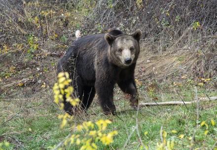 Brown bear Vesko Brown bear Vesko