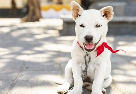White dog 