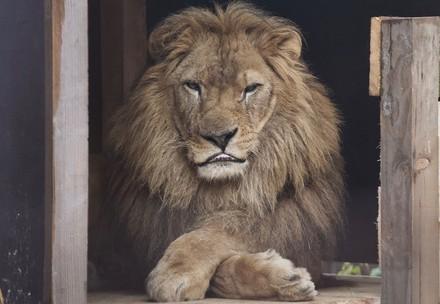 Lion Lenci in FELIDA Lion Lenci in FELIDA
