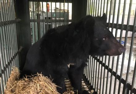 Confiscated Bear in a cage Confiscated Bear in a cage