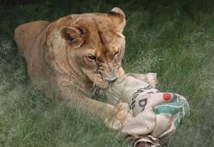 Enrichment for Big Cats