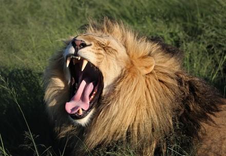 Lion at LIONSROCK