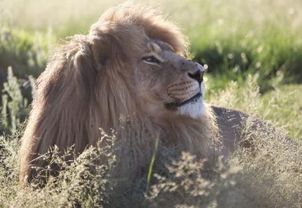 Spring Has Arrived at Our Sanctuaries lion lying in the high grass
