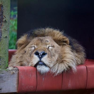 Lion in FELIDA