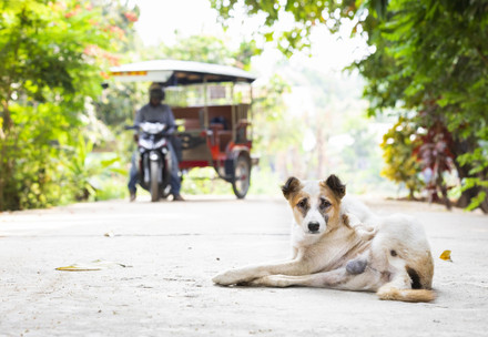 Rescue of Stray Animals in Southeast Asia Stray dog