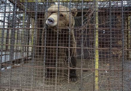 Bear Teddy in a tiny cage Bear Teddy in a tiny cage