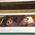 Cattle with nose ring on a transport truck