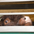 Cattle with nose ring on a transport truck