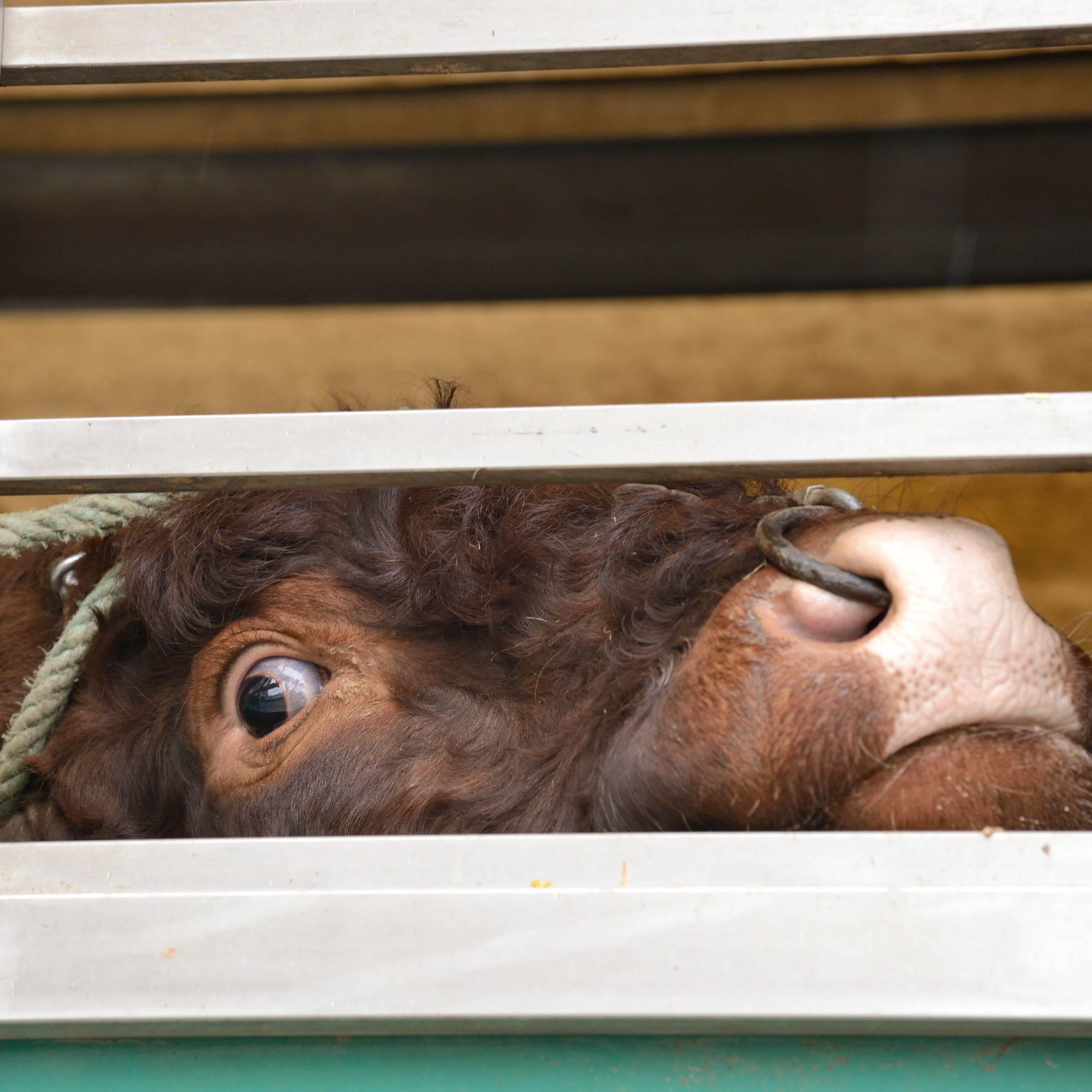 Cattle with nose ring on a transport truck
