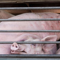 Pigs being transported Pigs being transported