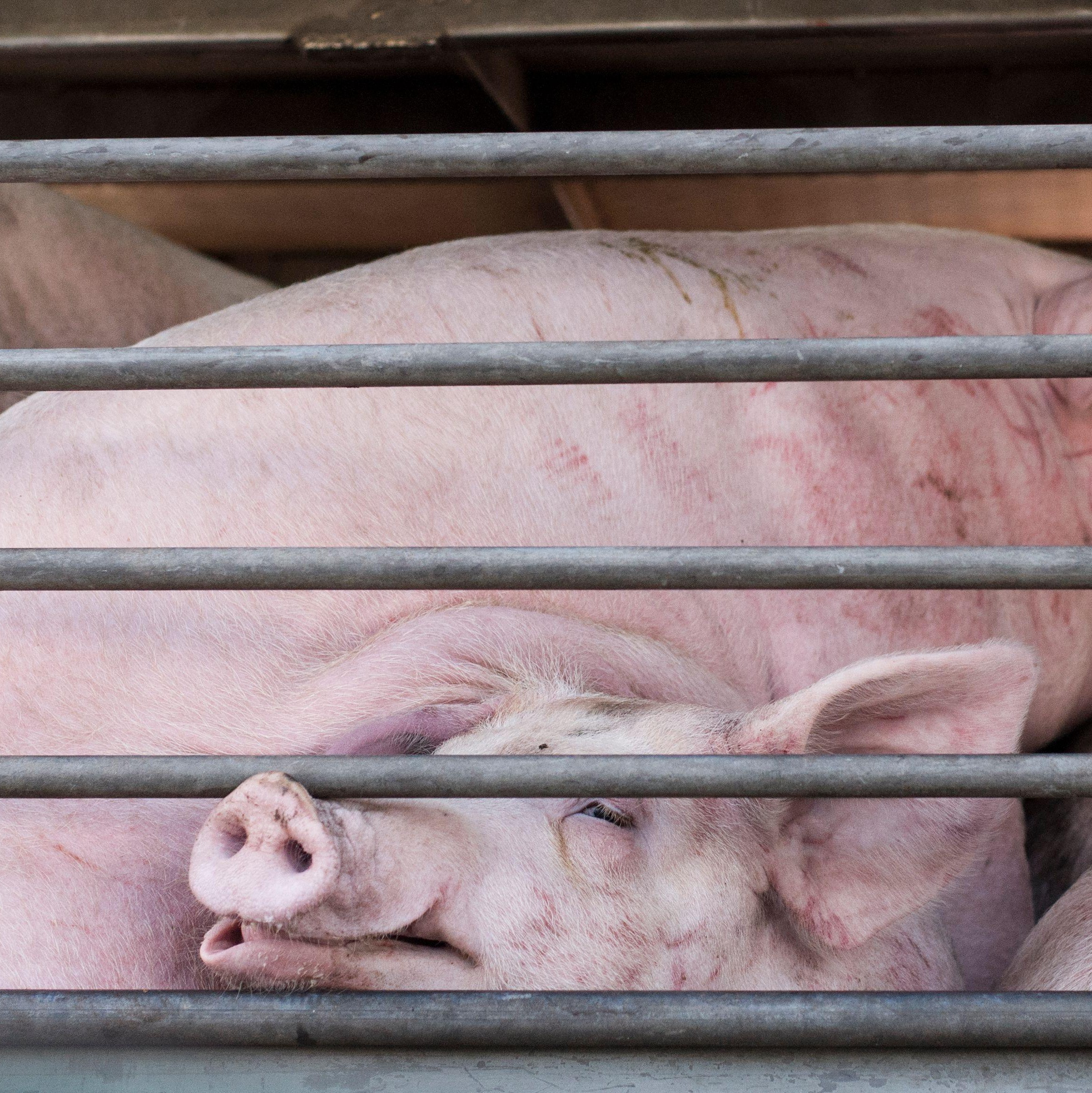 Pigs being transported Pigs being transported