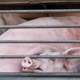 Pig inside a transport truck Pig inside a transport truck