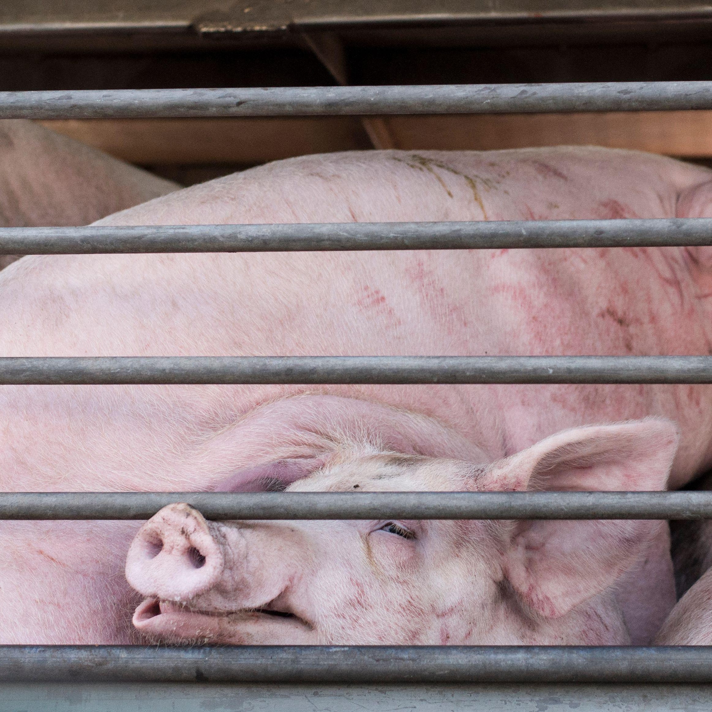 Pigs being transported Pigs being transported