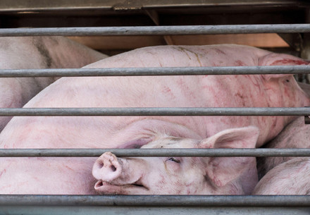 European Commission Fails to Mention Animal Welfare Reforms