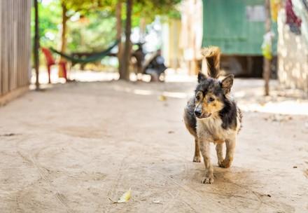 Rescue Dog Ginou Rescue Dog Ginou