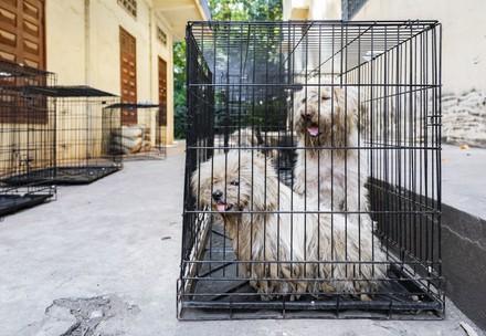 Rescue dogs Sor and Pitch Dogs Sor and Pitch