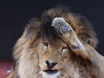Lion Bobby at FELIDA