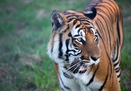 Bengal tiger rescue from the Bloemfontein Zoo Bengal tiger rescue from the Bloemfontein Zoo